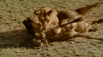 Africa: The Serengeti (1994) download