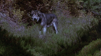 White Fang 2: Myth of the White Wolf (1994) download